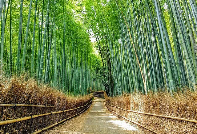 Bamboo grove path