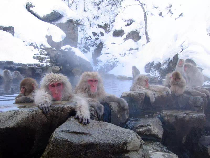 Jigokudani Yaen Park