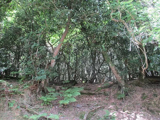 Kasugayama Primeval Forest
