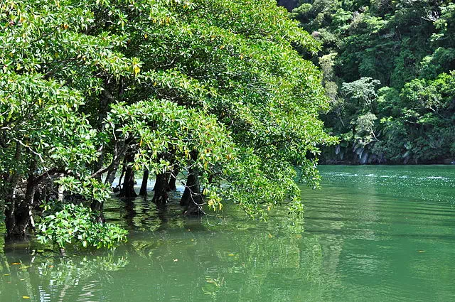 Amami-Oshima Island, Tokunoshima Island, Northern part of Okinawa Island, and Iriomote Island